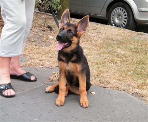 3 Month German Shepherd Female Dog Breed Information