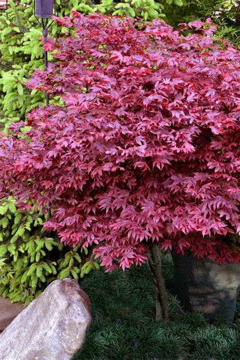 Buy Adrians Compact Japanese Maple Free Shipping Wilson Bros