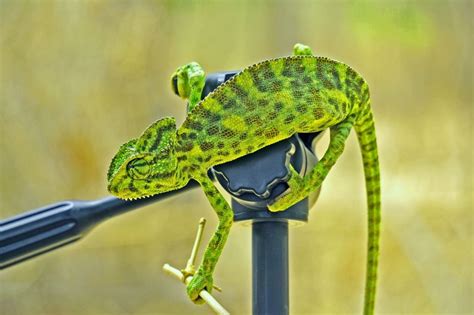 chameleon lighting      reptile advisor