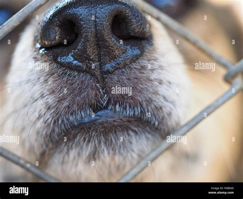 Snout Stock Photos And Snout Stock Images Alamy