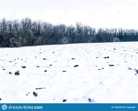 Winter Field And Forest Stock Image Image Of Snowy 135249125