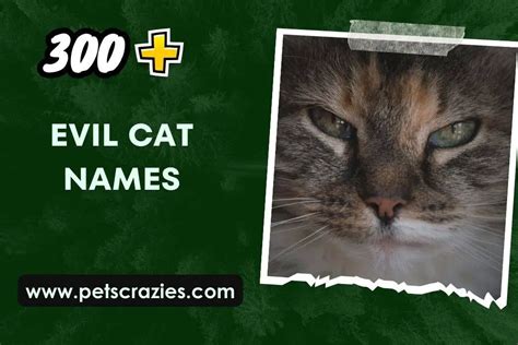 300 Evil Cat Names Unleash Feline Fierceness