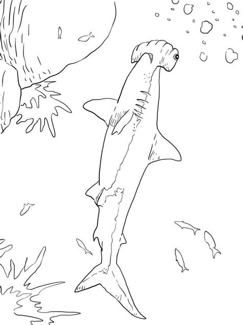 Https://tommynaija.com/coloring Page/hammerhead Shark Coloring Pages