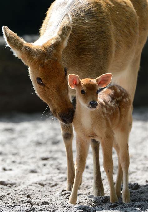 Baby Animals And Their Parents Video Animal Big