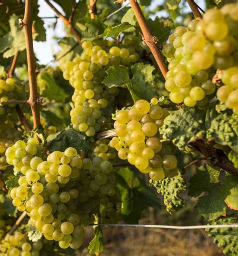 Riesling The Ultimate Grape Guide Beautiful White Wines