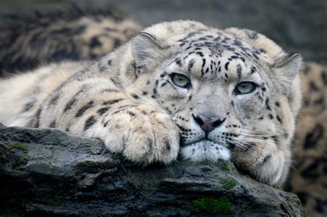 Snow Leopard By Graham Boulton 500px Snow Leopard Beautiful Cats
