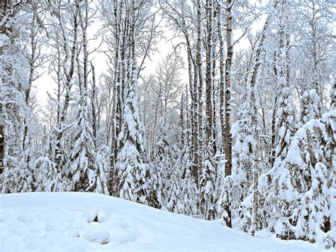 Free Images Tree Nature Forest Outdoor Branch Snow