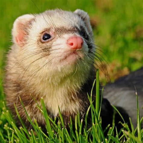 Free Picture Weasel Animal Fur Wildlife Cute Green Grass Young