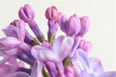 Macro Image Of Spring Lilac Violet Flowers Stock Image Image Of