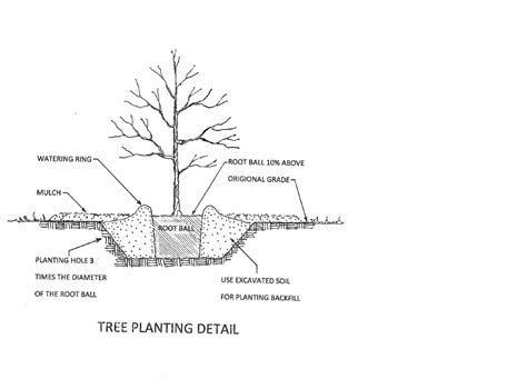 Proper Tree Planting Community Blogs