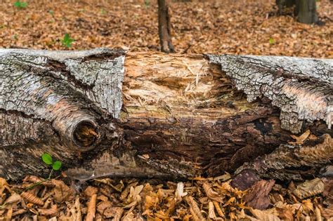 The Old Rotten Tree Trunk Stock Photo Image Of Forest 78860192