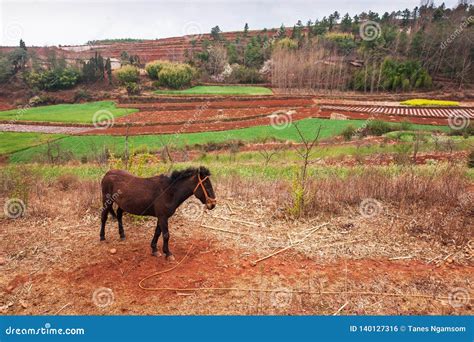Scenic Rural South Yunnan China Local Brown Horse Standing On The Red