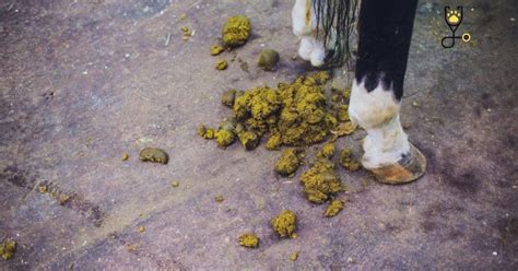 Diarrhea In Horses Symptoms Causes Treatment And Preventions The