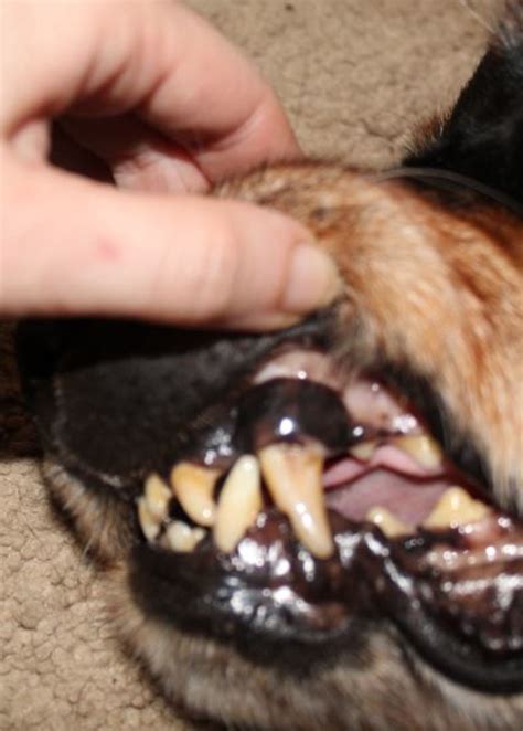 Why Did My Dogs Gums Turn Black With Pictures Dog Discoveries
