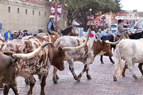 Longhorns Cattle Drive At The Fort Worth Stockyards Editorial Image