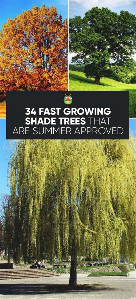 34 Fast Growing Shade Trees That Are Summer Approved Fast Growing
