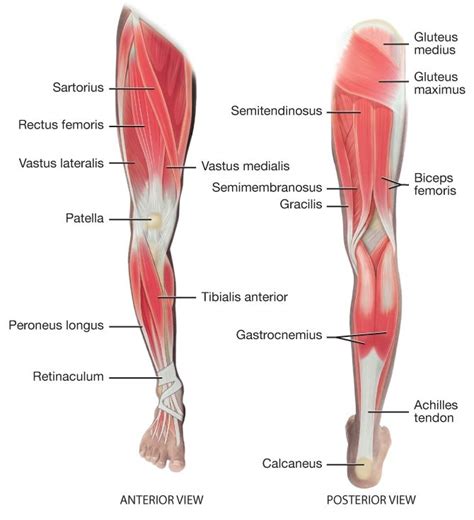 Maybe you would like to learn more about one of these? A graphic showing Lower Extremity Muscles | Leg muscles ...