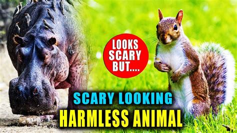 Top 10 Scary Looking Harmless Animals In The World Youtube