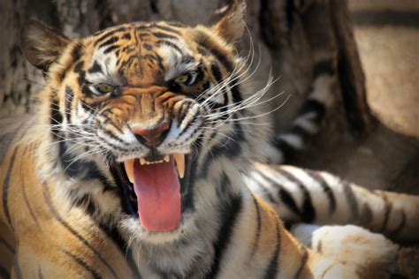 Tiger Roar Stock Photo Download Image Now Istock