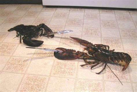 Lobster Knife Fight Reverbnation
