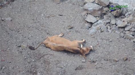 Cow Falling From The Road Youtube