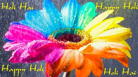 Happy Holi Festival Greetings Wishes Hd 3d Sunflower Wallpaper