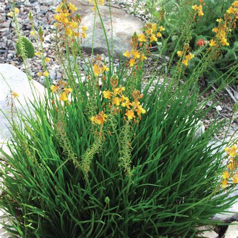 Check spelling or type a new query. Drought Tolerant Plants for Dry Climates Like Texas with ...