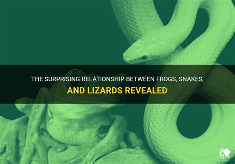 The Surprising Relationship Between Frogs Snakes And Lizards Revealed