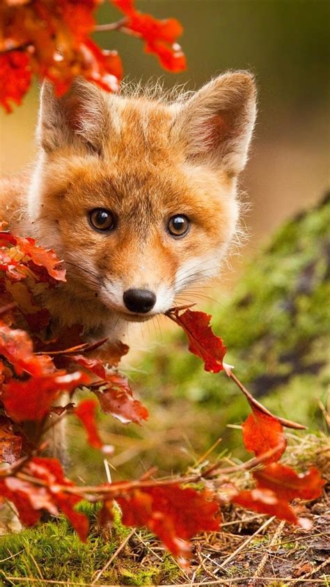 Wallpaper Cute Fox In Autumn Red Leaves 1920x1440 Hd