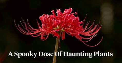 7 Spooky Plants In Honor Of Halloween Coming Up Article OnThursd