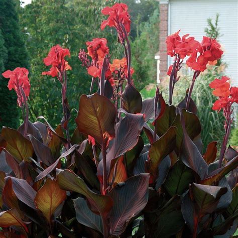 Red Canna Lily Bulbs Jumbo Plant 8 12 Feet Tall 4 Bulbs Rare And Fast