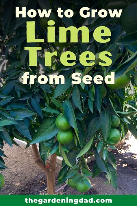 How To Grow A Lime Tree From Seed In Posts The Gardening Dad Lime