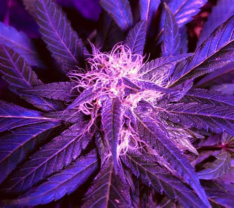 Crop King Seeds Purple Kush 2 Grow Journal Week10 By Maryjane13