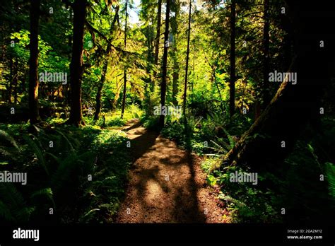 A Exterior Of An Pacific Northwest Forest Trail Stock Photo Alamy