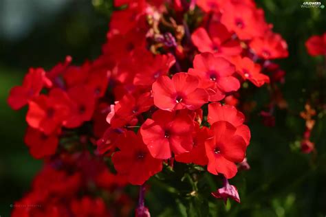 Red Phlox Flowers Wallpapers 2048x1365