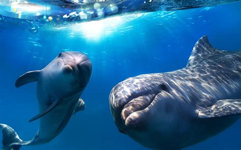 Maybe you would like to learn more about one of these? Delfines, Imágenes y fondos de Delfines, Wallpapers