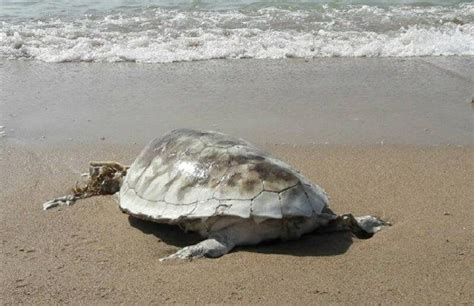 The Truth About Whether Or Not Sea Turtles Sleep With Their Heads
