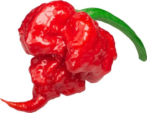 Top Hottest Peppers List Ranked By Scoville Grow Hot Peppers