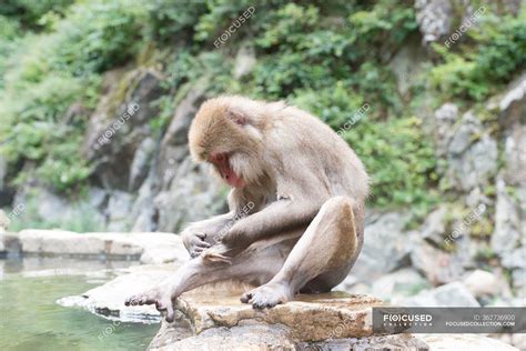 Macaco Bonito Tomando Banho Na Lagoa — Relaxe Verão Stock Photo