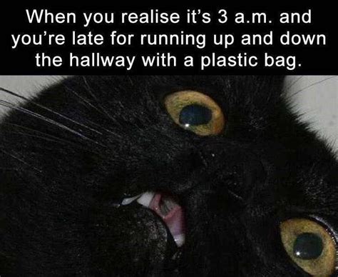 21 Funniest Cat Memes On The Internet Right Meow Funniest Cat Memes