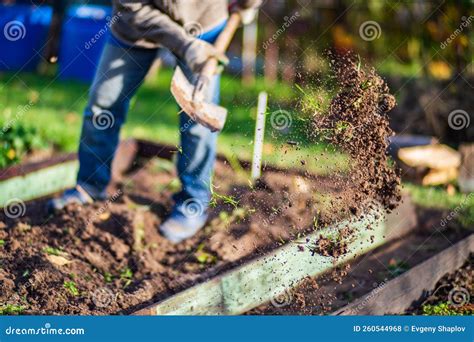 The Farmer Digs The Soil In The Vegetable Garden Preparing The Soil