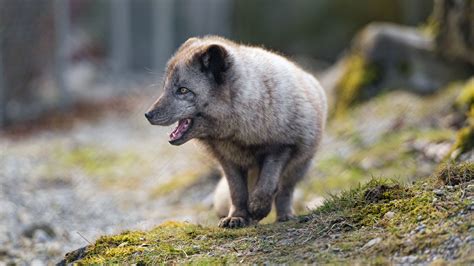 Download Wallpaper 2560x1440 Arctic Fox Animal Predator