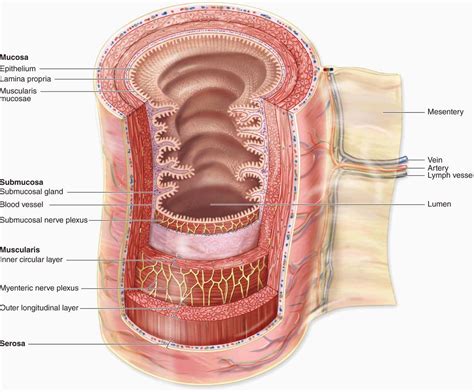 Small Intestine Cross Section Showing Mucosa Submucosa Lamina Propria My Xxx Hot Girl