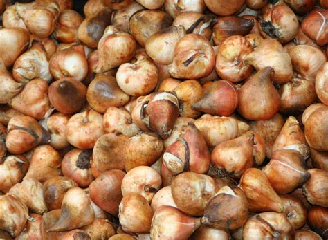 Plant Spring Flowering Bulbs In The Fall Gardening In The Panhandle