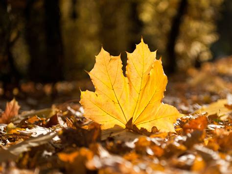 Autumn Leaves Hd Wallpapers Wallpaper Cave
