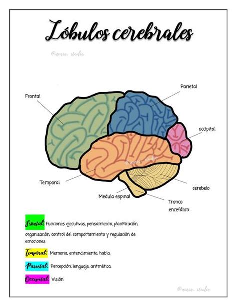 Anatomía de los lóbulos cerebrales esquema Nurse Studie uDocz