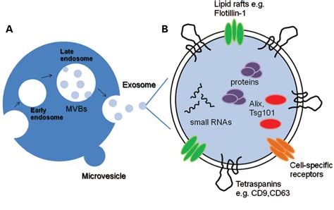 Figure From Exosomes And Microvesicles Extracellular Vesicles For