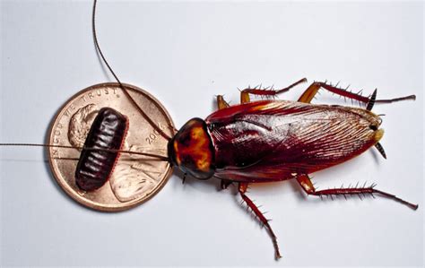 Top 7 Signs Of A Cockroach Infestation And What To Do