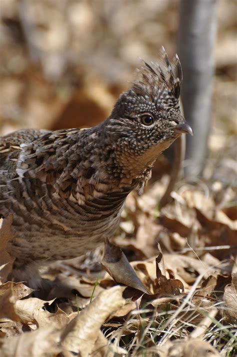 Potential Ruffed Grouse Endangered Listing In Indiana Rgs