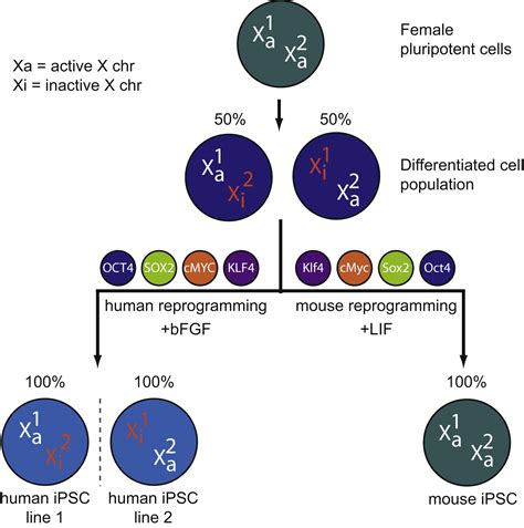 Female Human Ipscs Retain An Inactive X Chromosome Cell Stem Cell